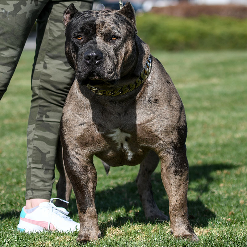 XXL Merle color american bully shows his unique coat